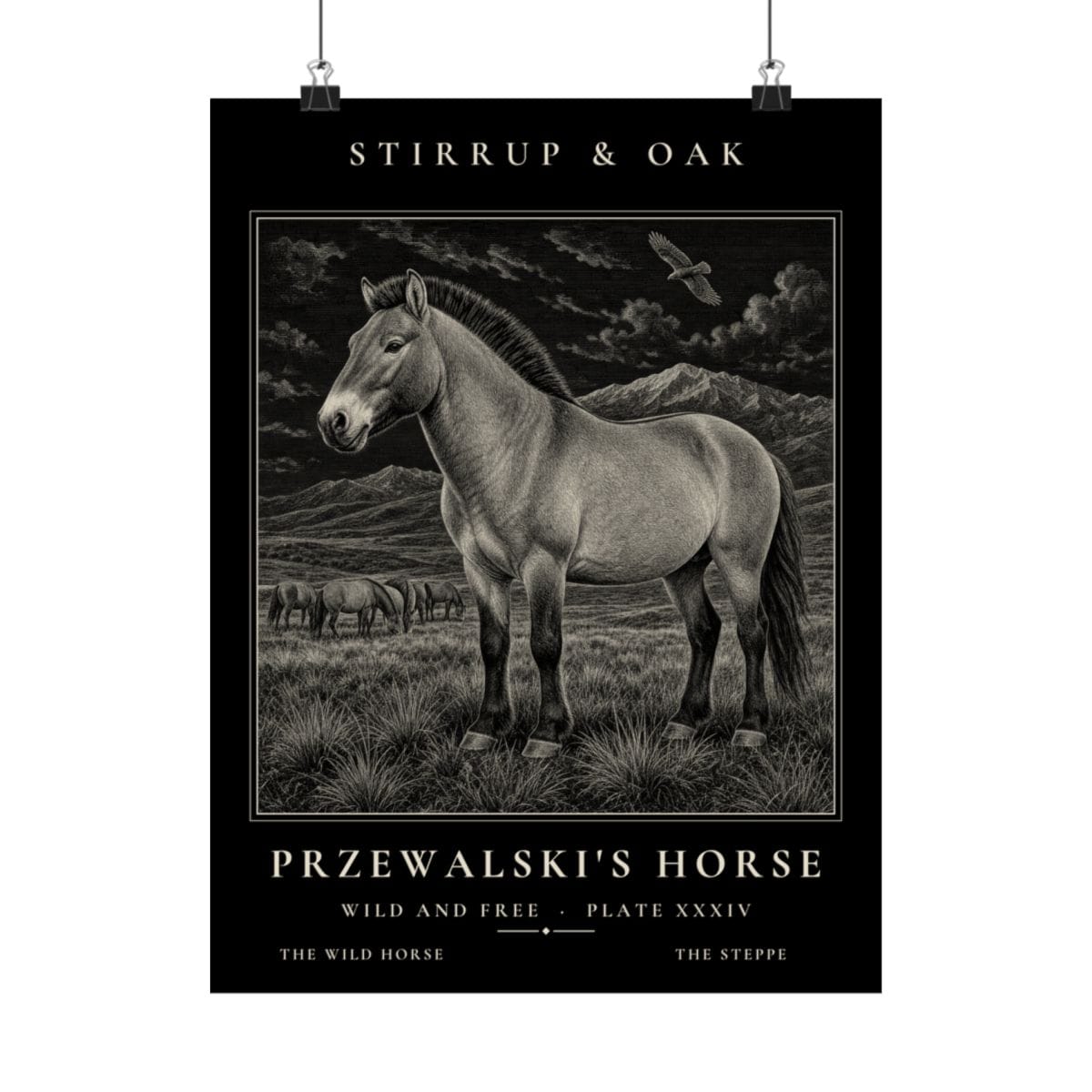 Przewalski's Horse - Archive Print photograph 4
