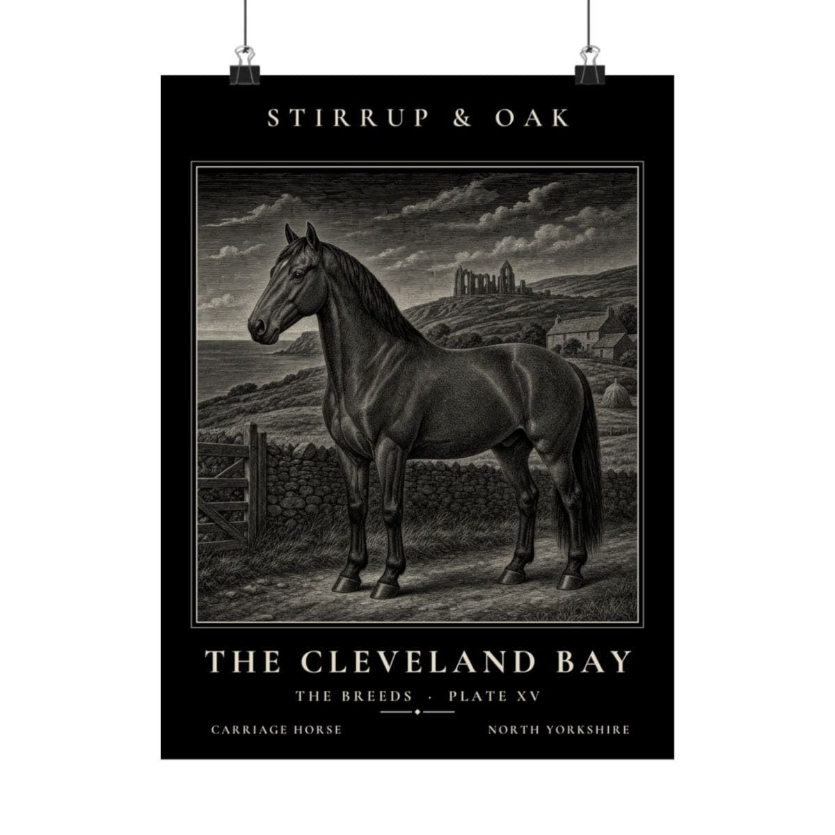 The Cleveland Bay - Archive Print photograph 4