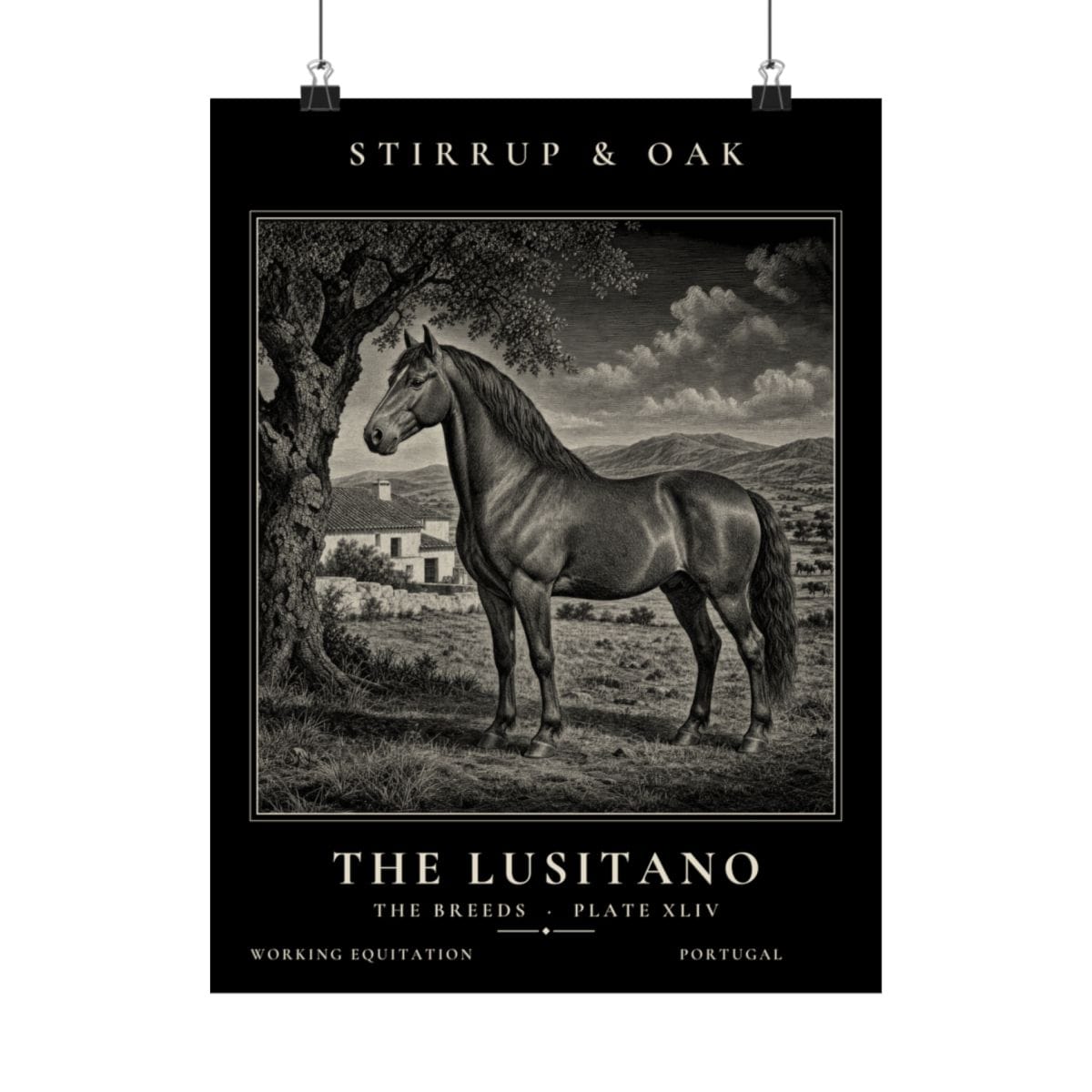 The Lusitano - Archive Print photograph 4