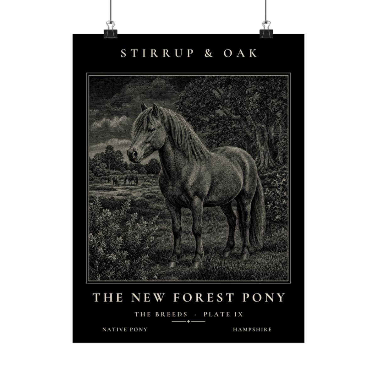 The New Forest Pony - Archive Print photograph 4