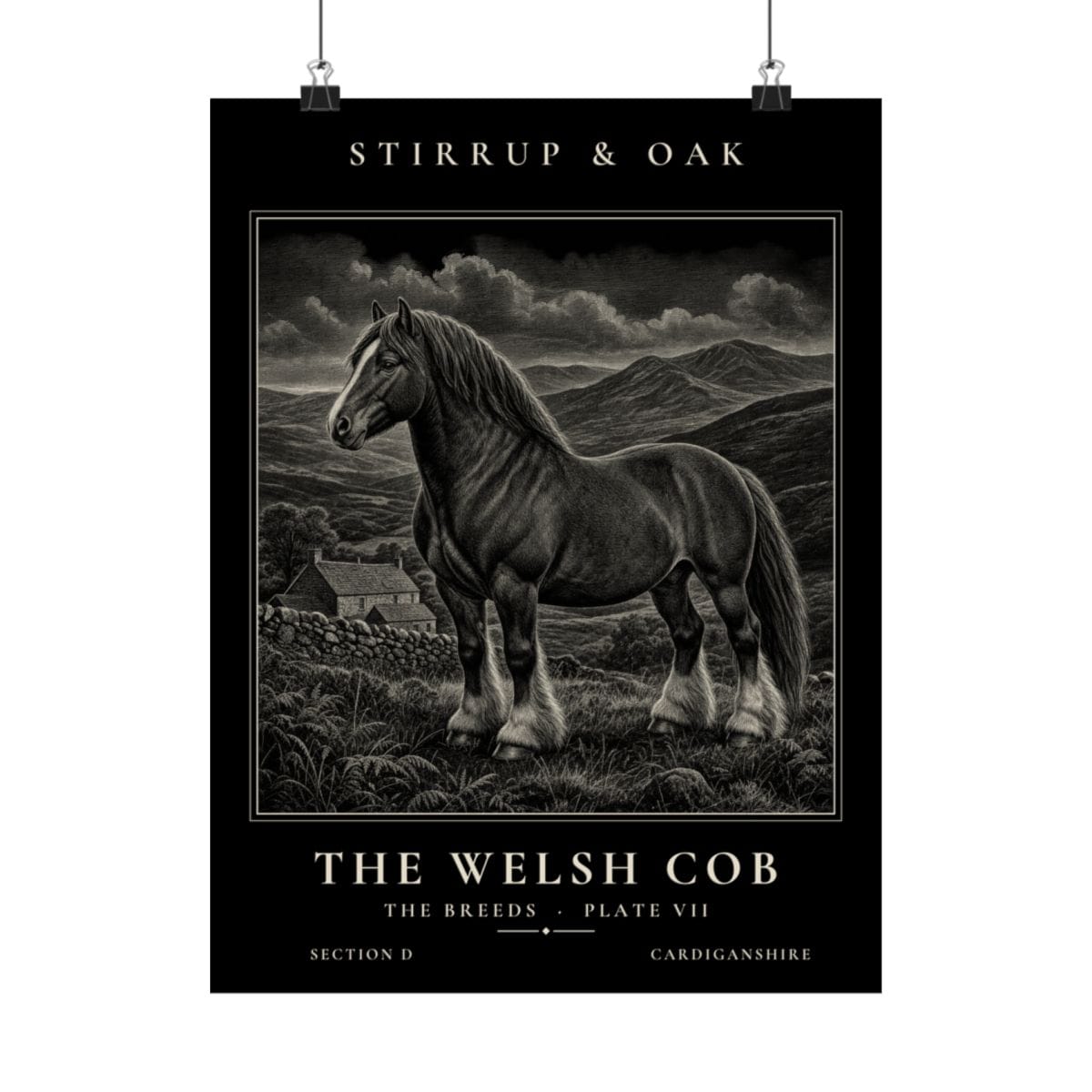 The Welsh Cob - Archive Print photograph 4