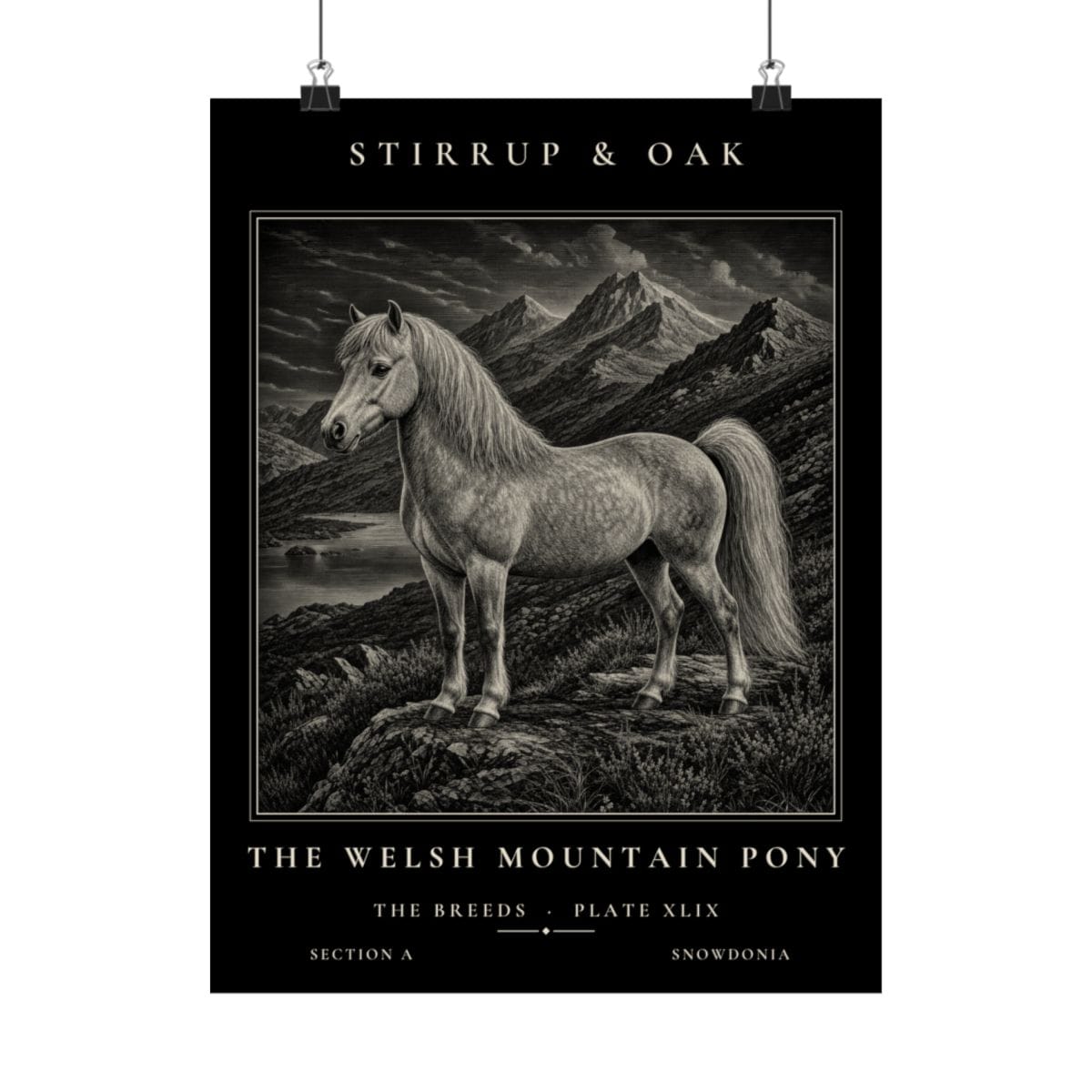 The Welsh Mountain Pony - Archive Print photograph 4
