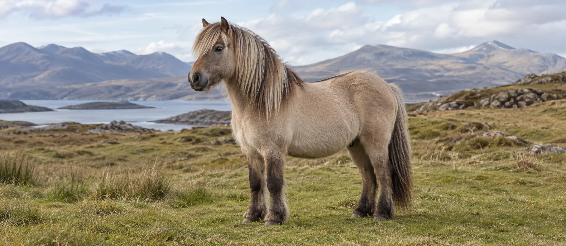 Highland horse