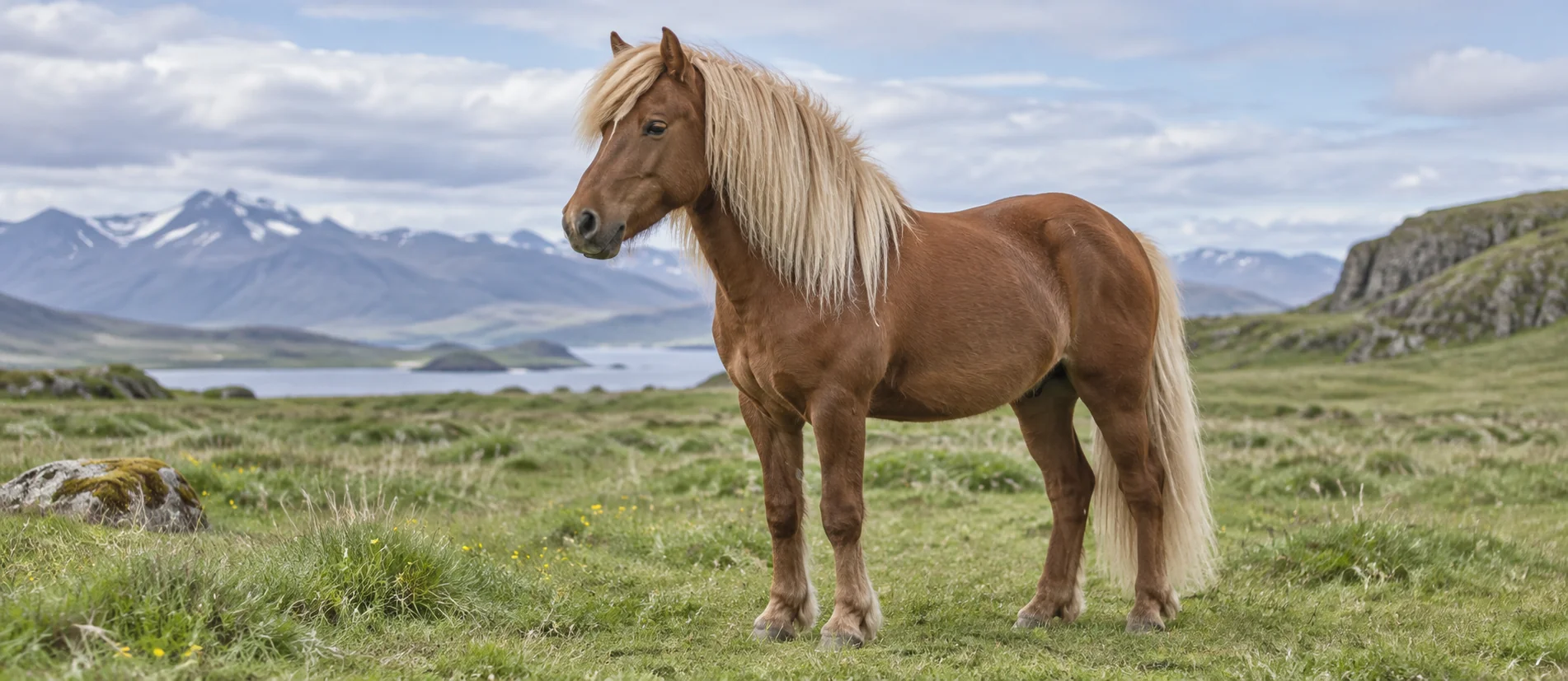 Icelandic horse