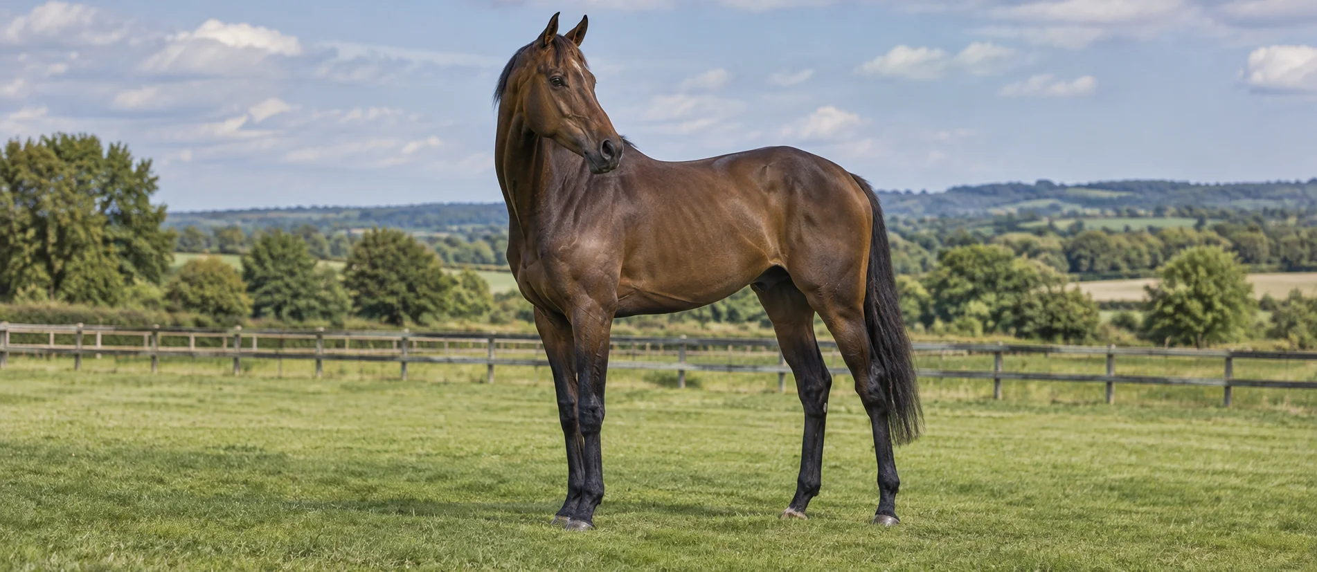 Thoroughbred horse